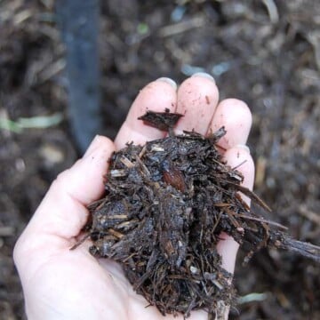 A hand holds up a palmful of compost that doesn't look completely broken down with some twigs and straw showing.