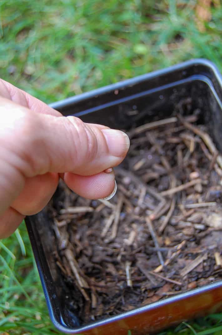 Small radish seed being held over pot filled with homemade compost for readiness testing.