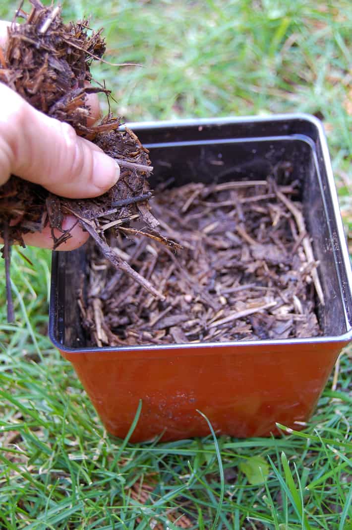 Dropping compost over radish seeds while testing compost for readiness.