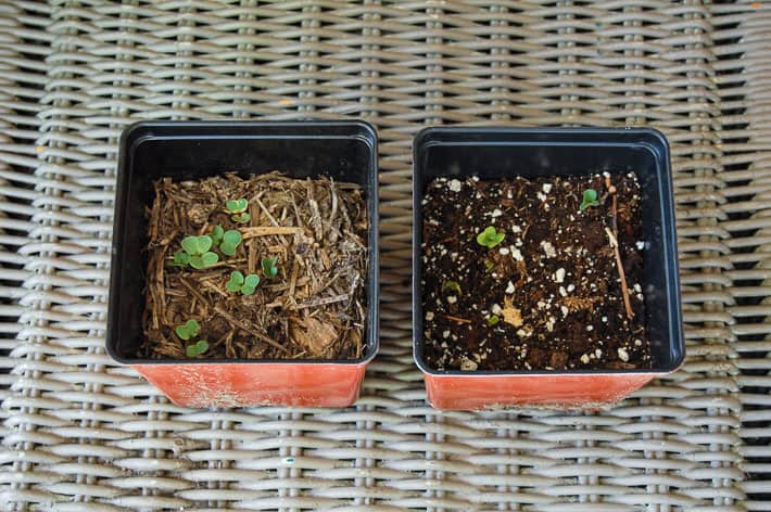 Two pots side by side; on the left a pot with partly broken down compost and 7 or 8 radish sprouts, on the right a pot of potting soil with one sprout.