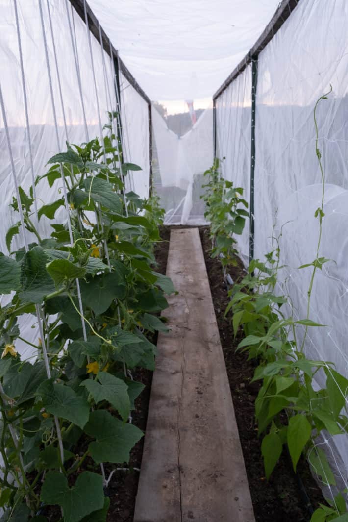 Cucumbers and beans growing up string in hoop house.