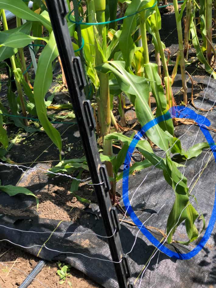 Corn leaves highlighted in blue to show them touching electric fence wire.