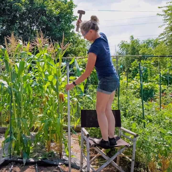 Installing a portable electric garden fence.