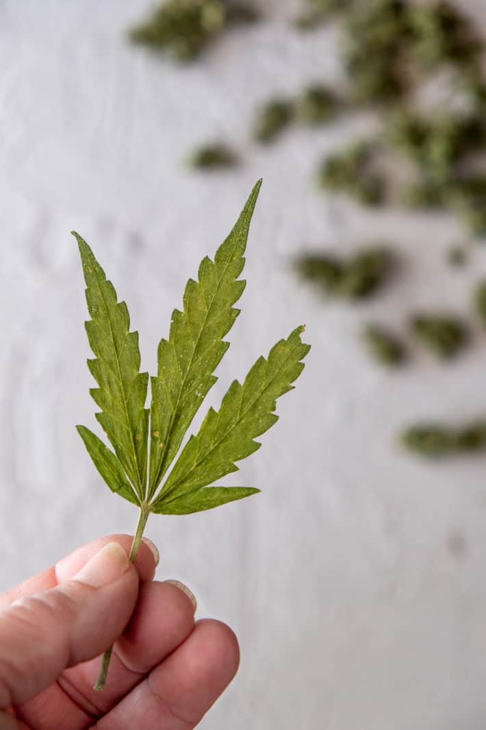 Green cannabis leaf held up between two fingers.