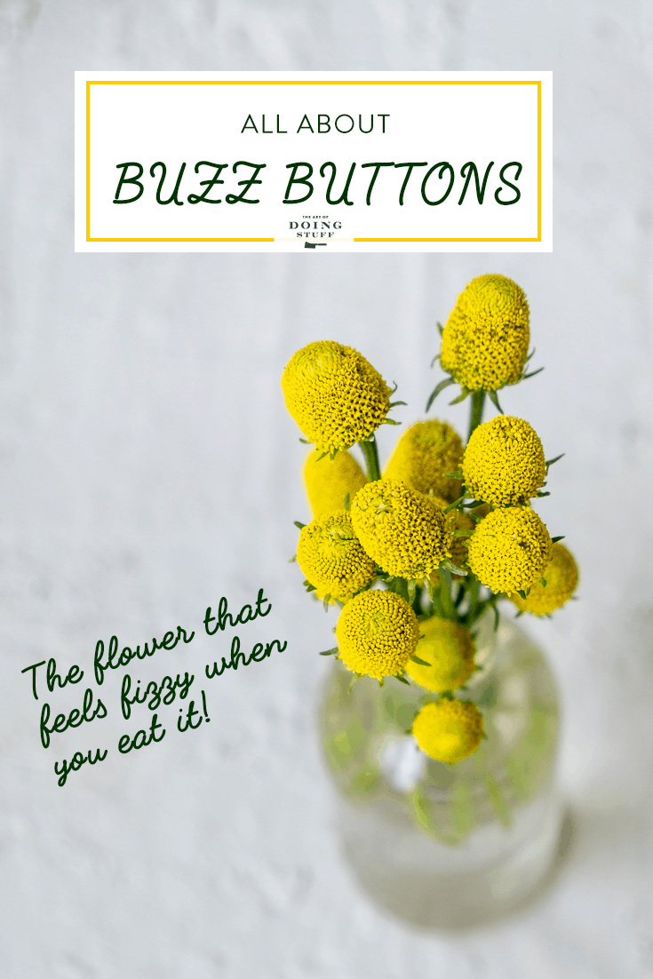 All About Buzz Button aka Szechuan Button