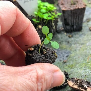 Tiny toothache plant seedling in a very small soil block being held by 2 fingers.
