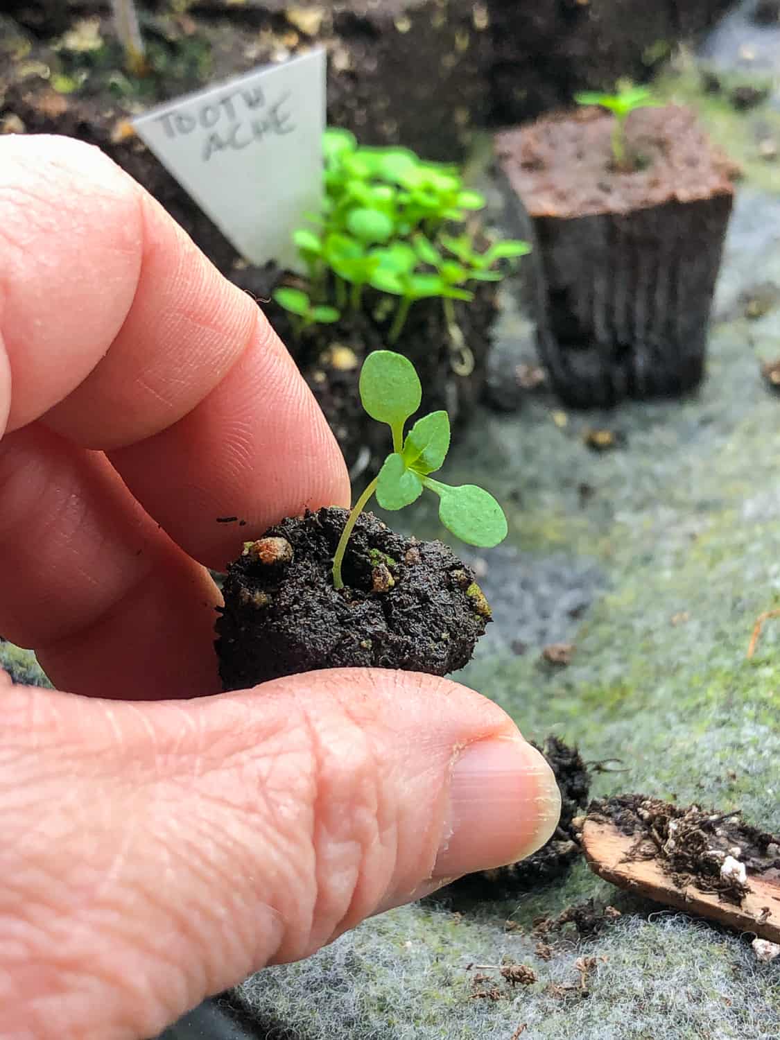 Tiny toothache plant seedling in a very small soil block being held by 2 fingers.