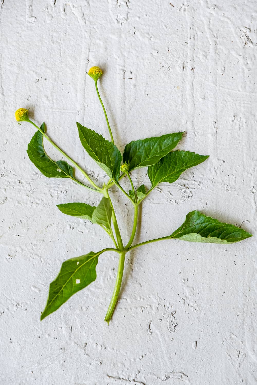 Stem of toothache plant (buzz button) with several leaves and yellow flowers.