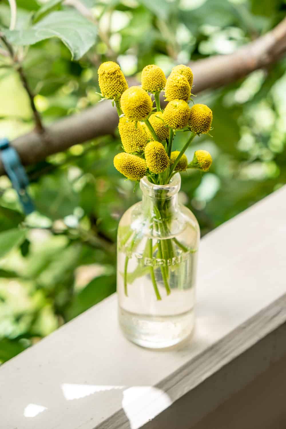 Yellow toothache plant flowers in a small antique Listerine glass jar.