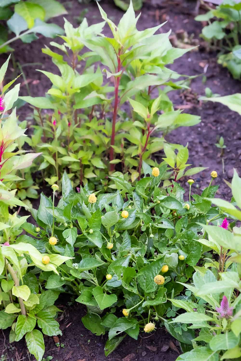 Buzz button or toothache plant growing in the garden.