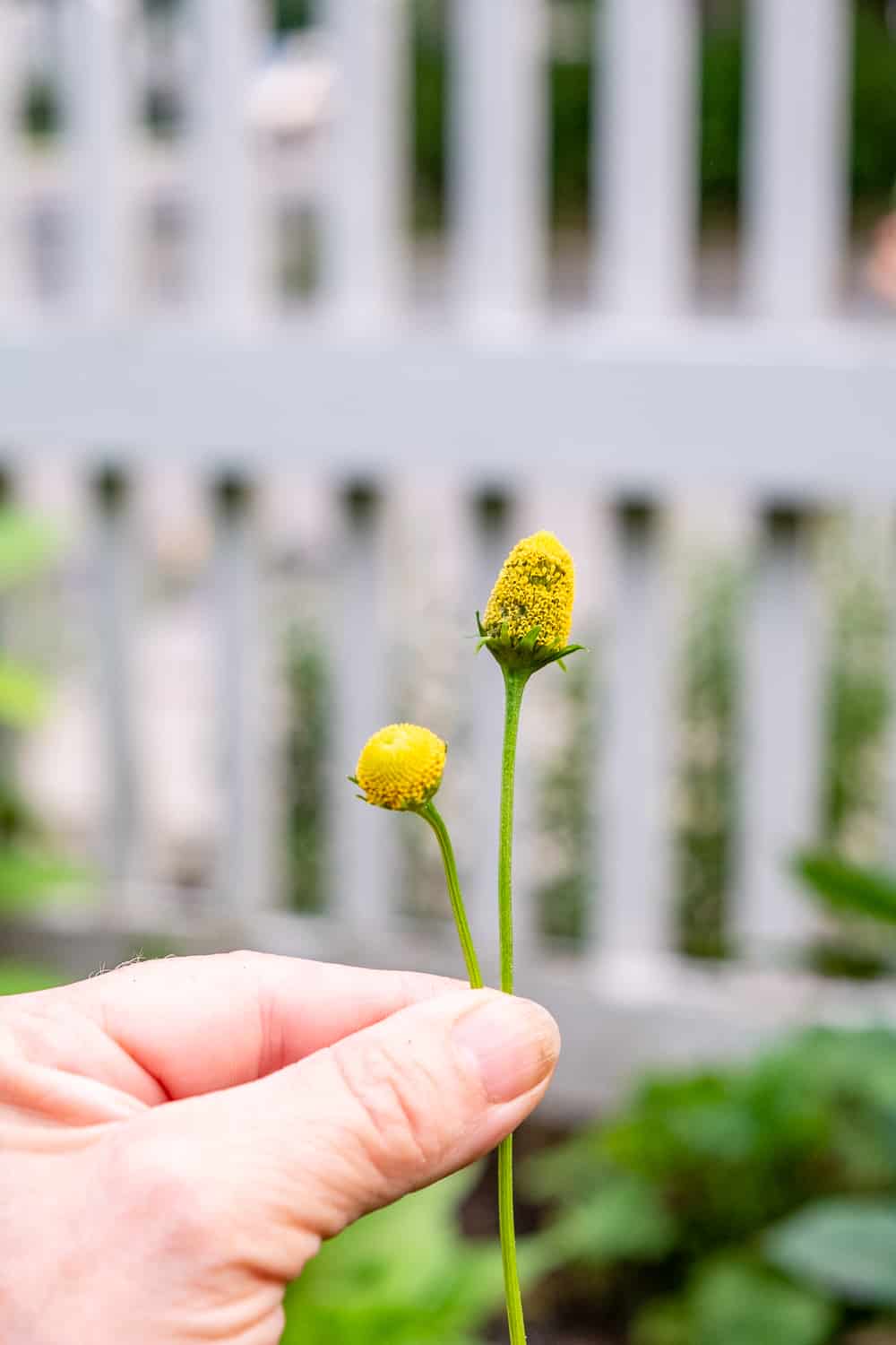 An immature next to a mature buzz button flower.