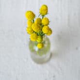 Several yellow Buzzbutton flowers in a little glass vase on white background.