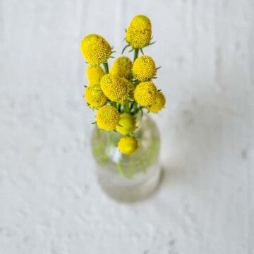 Several yellow Buzzbutton flowers in a little glass vase on white background.