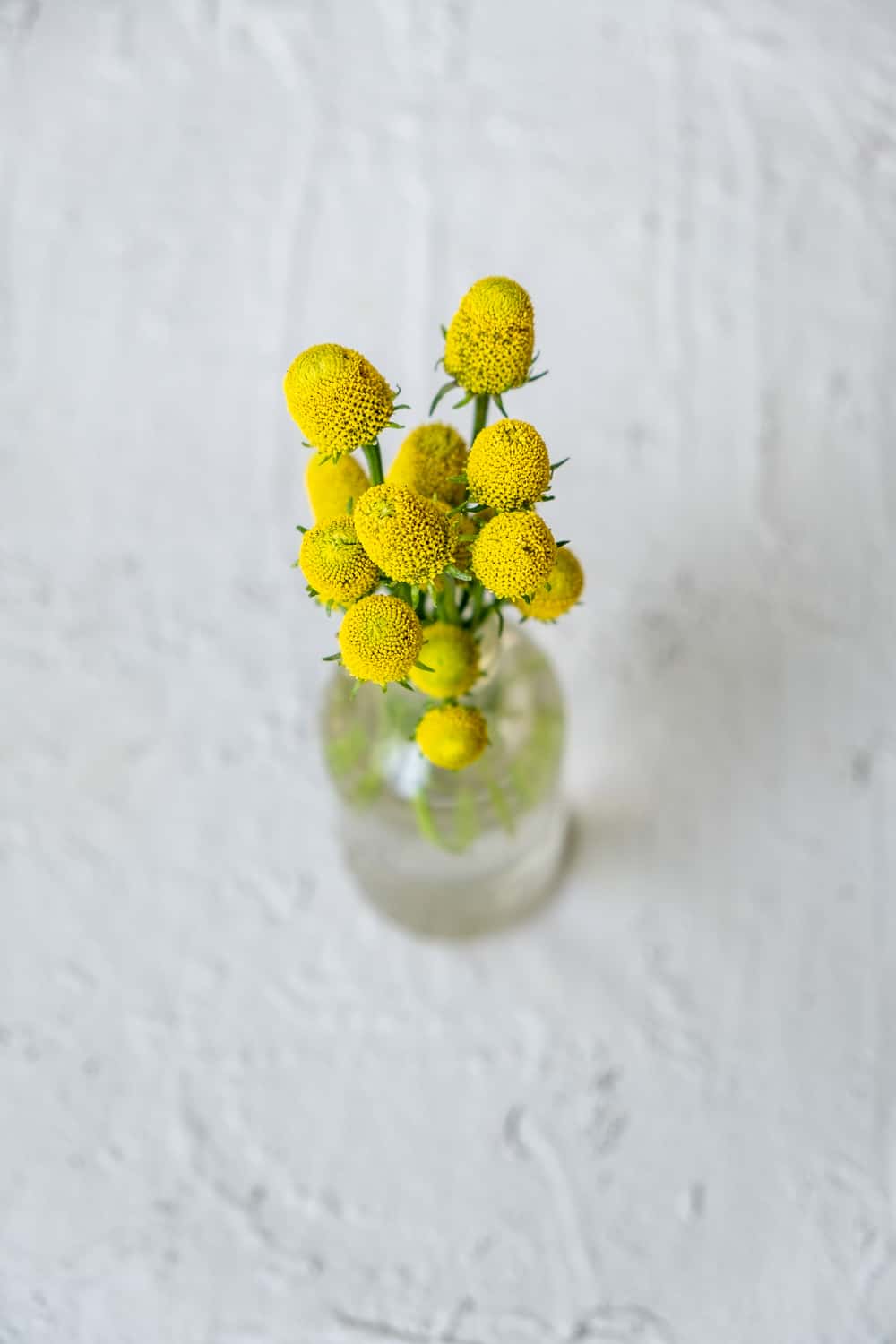 Several yellow Buzzbutton flowers in a little glass vase on white background.