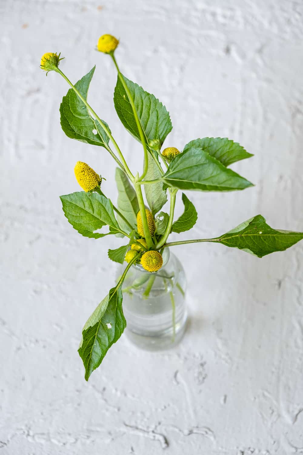 Toothache plant stems and flowers in a small vase of water.