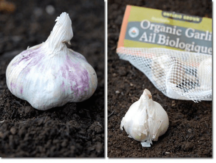 A head of garlic sits on a prepared bed of soil.