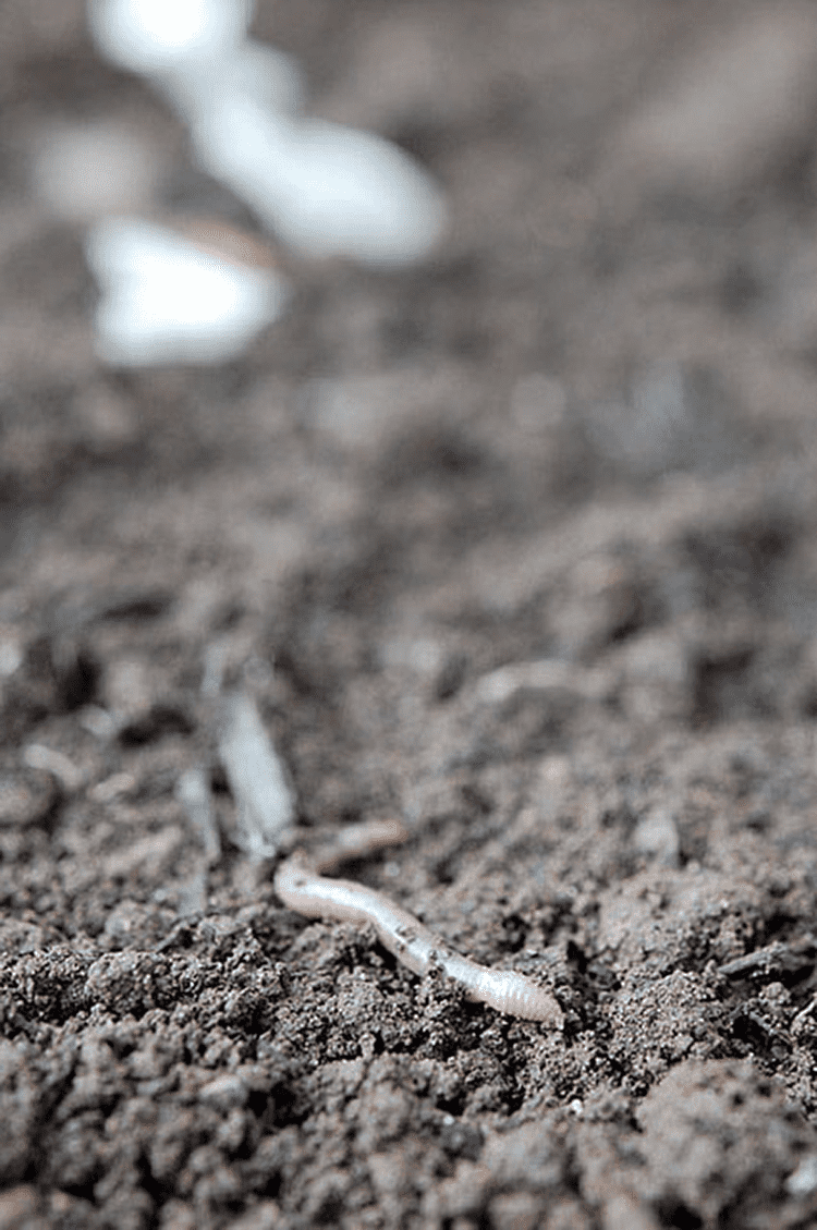 A worm slithers over fresh soil.