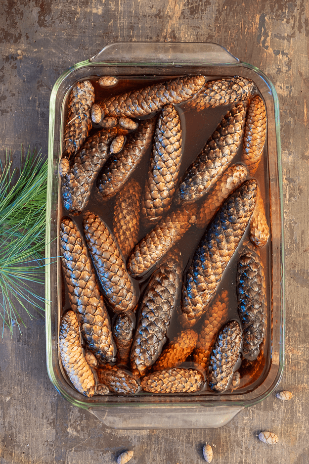 Pyrex dish with water and pine cones