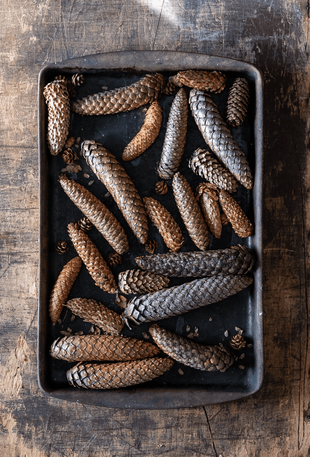 Dried pine cones on baking sheet