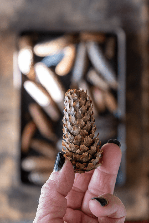 Dried, open pine cone