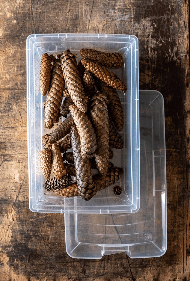 Pine cones in plastic bin