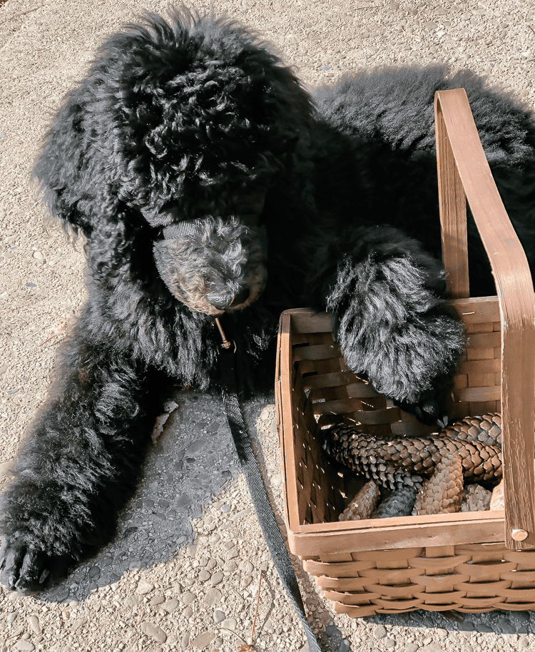 Poodle puppy with paw on basket