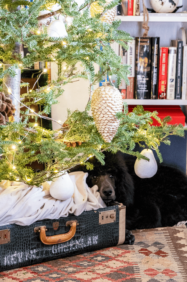 Young Standard poodle lays underneath Christmas tree.