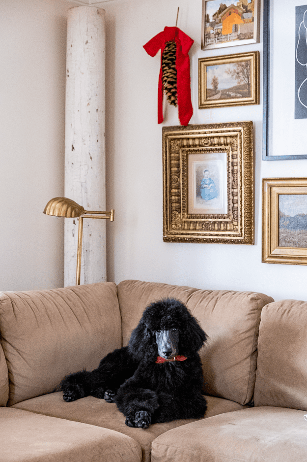 4 month blue standard poodle on sofa at Christmas