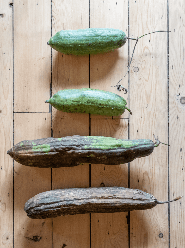 Different stages of Loofah maturing.