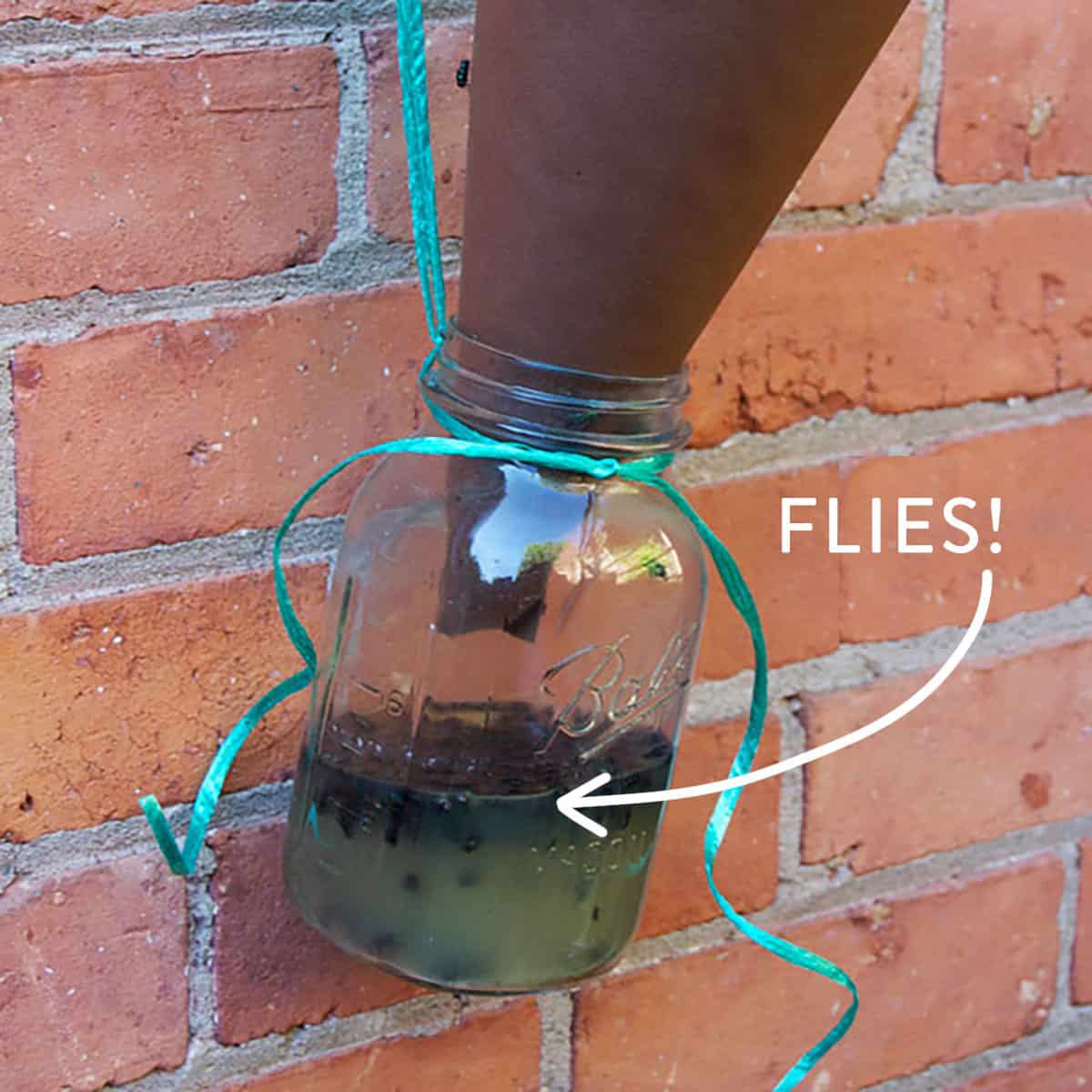 How to Make a Homemade Fly Trap with a Regular Plastic Bottle