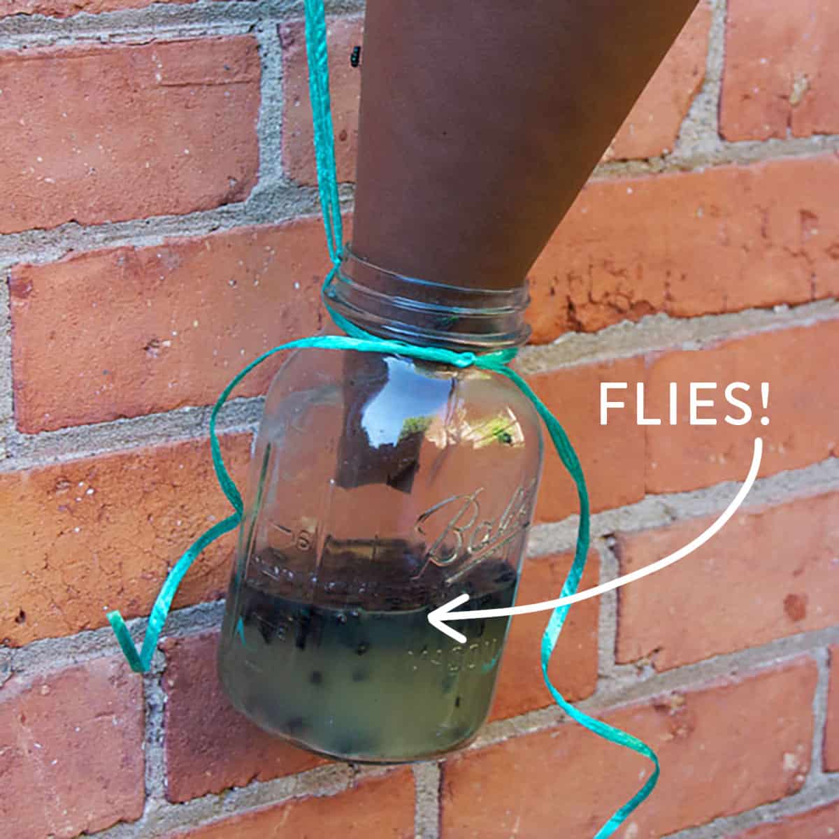 The Best Homemade Fly Trap for Outdoor 