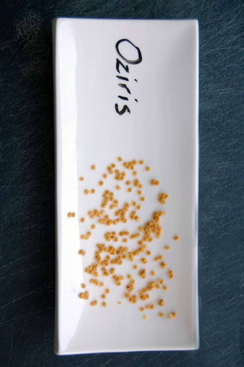 A white, rectangular plate with Oziris tomato seeds drying on it.