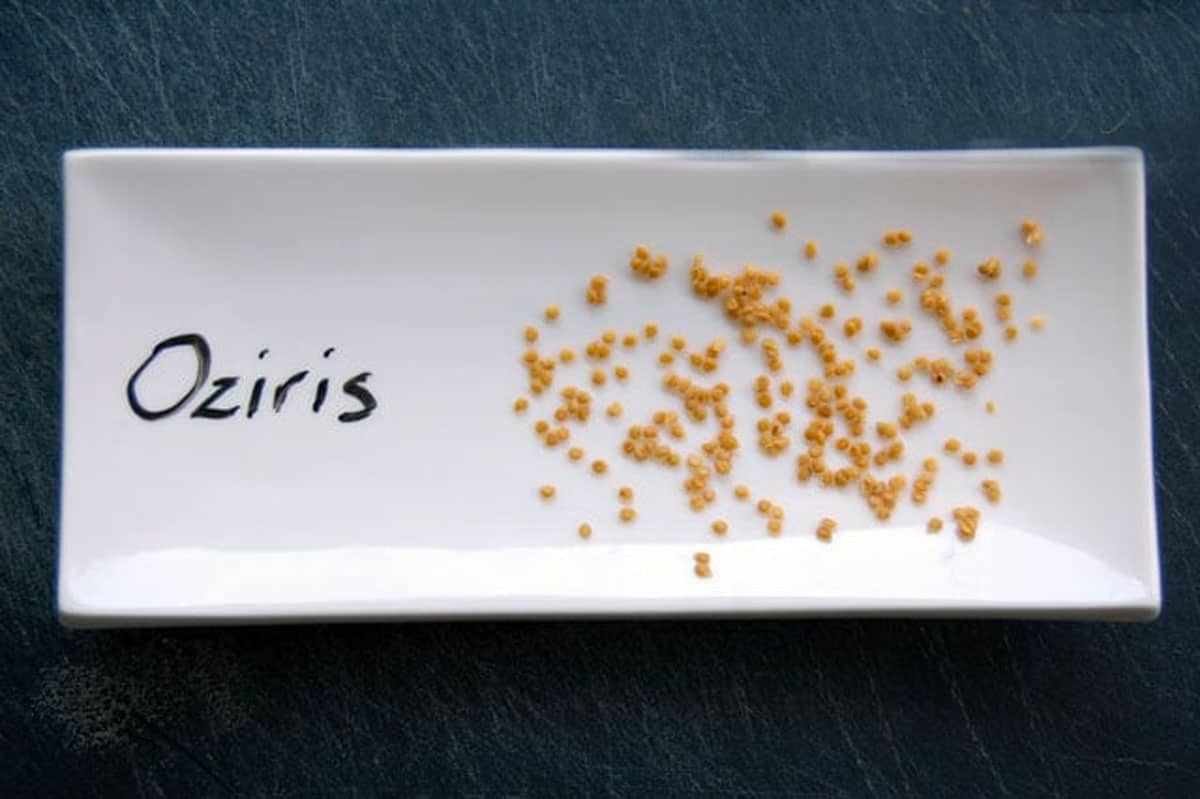 Osiris tomato seeds dried on a white plate.