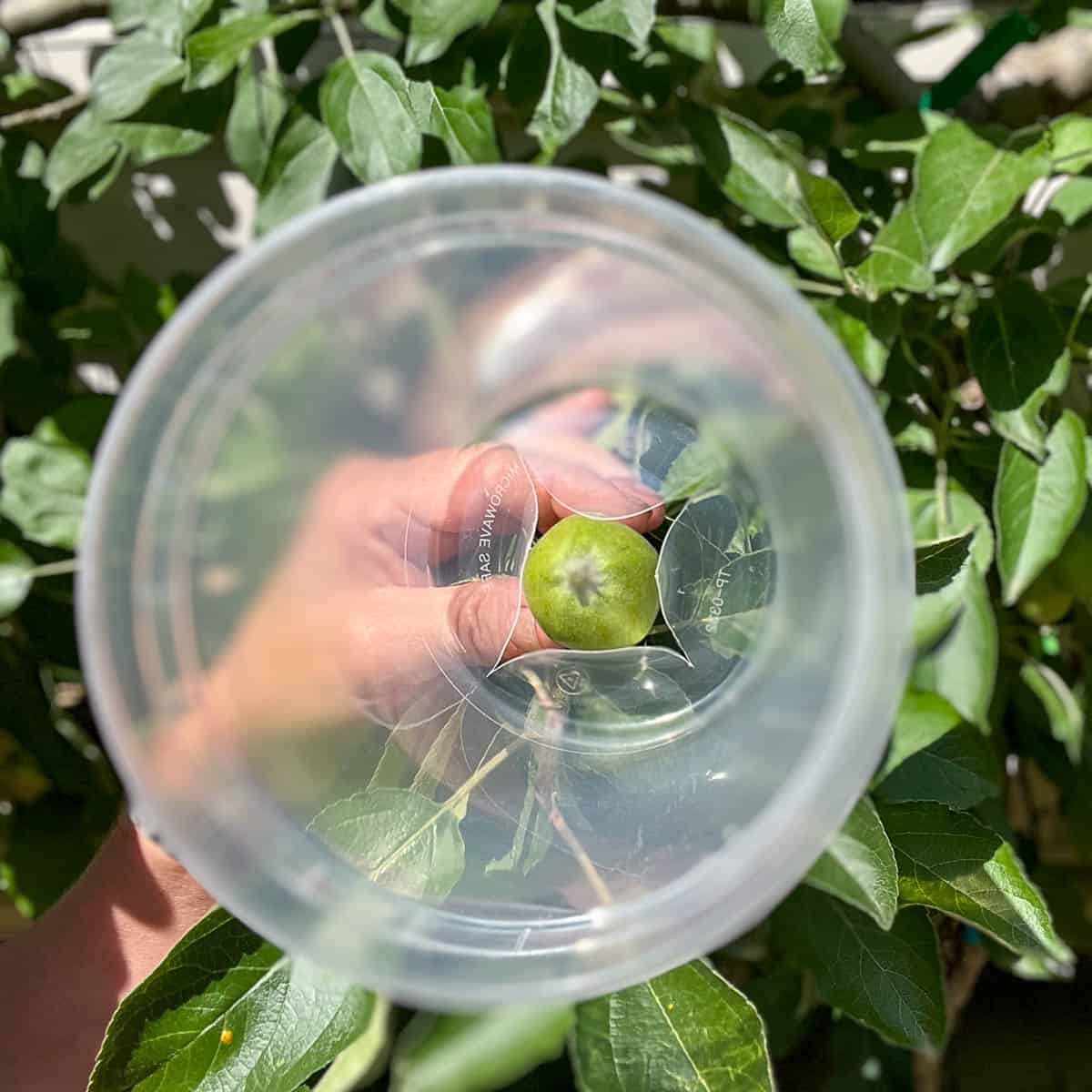 Inside a deli container with apple popping through.