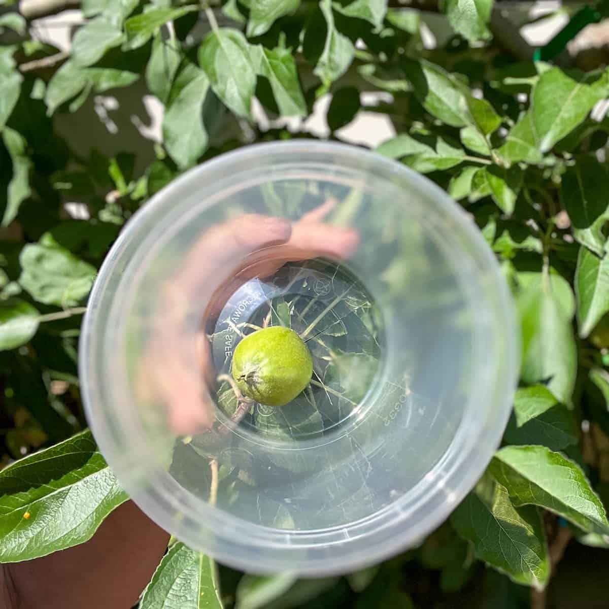 Apple being protected from squirrels by deli container.