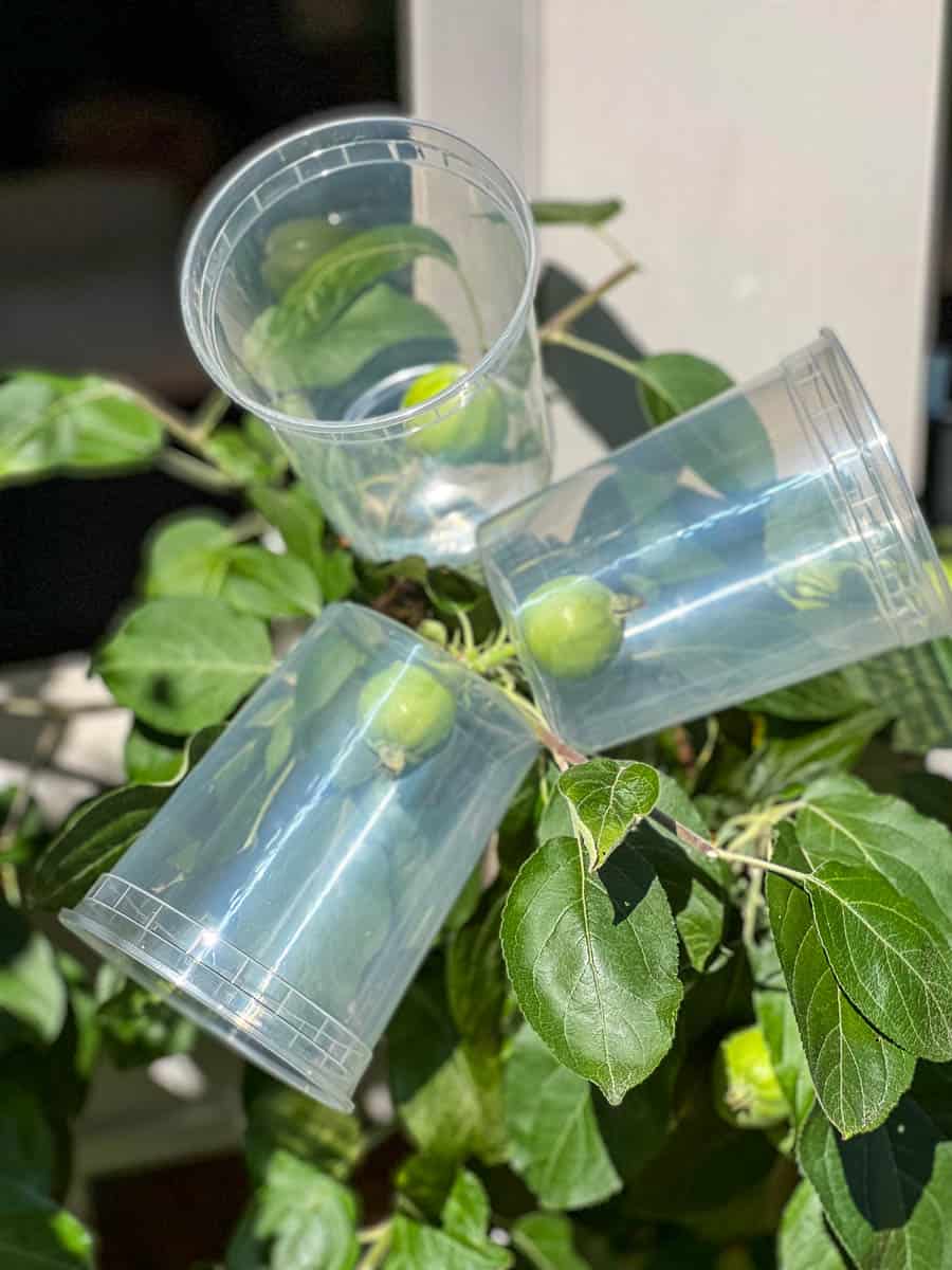 Apple espalier tree with deli containers for squirrel protection.