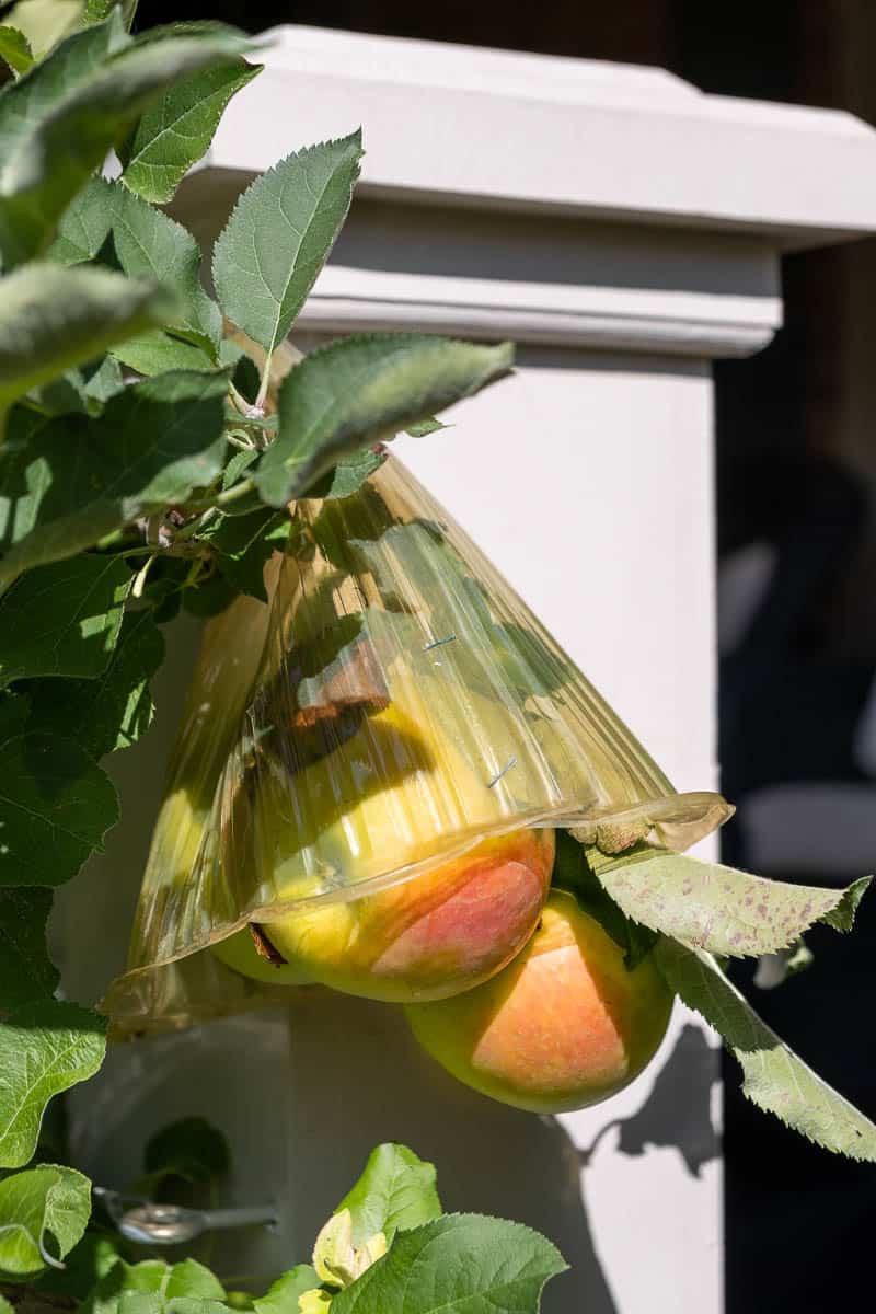 Apples on tree protected from squirrels with plastic cloche.