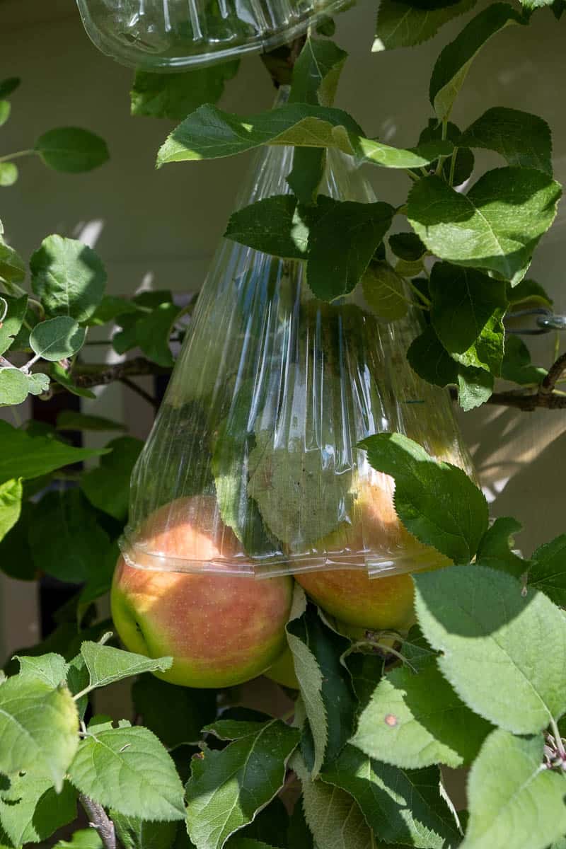 Apples on tree protected from squirrels with plastic cloche.