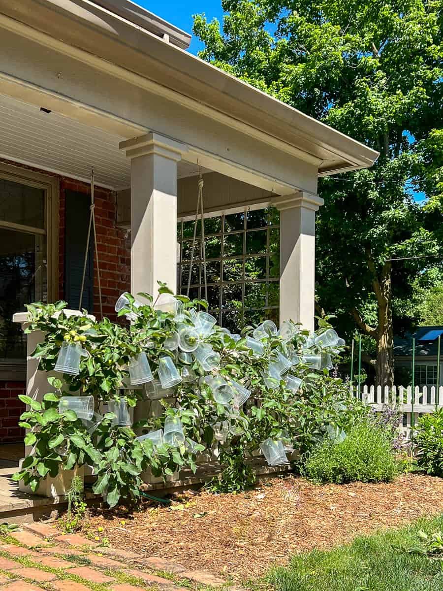 Apple espalier tree covered in plastic deli containers.