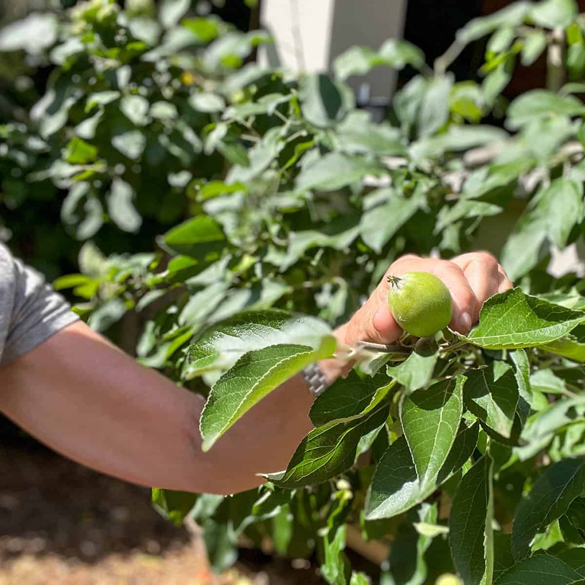 Small apple on a tree being held by two fingers.