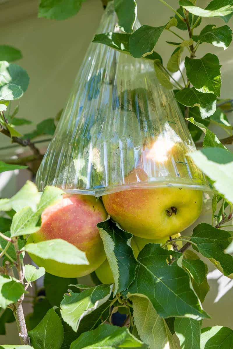 Almost ripe apples covered with plastic cloche.