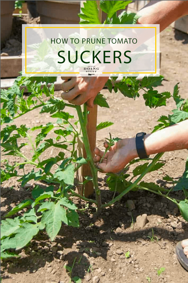Pruning Tomato Suckers - How & When to do it