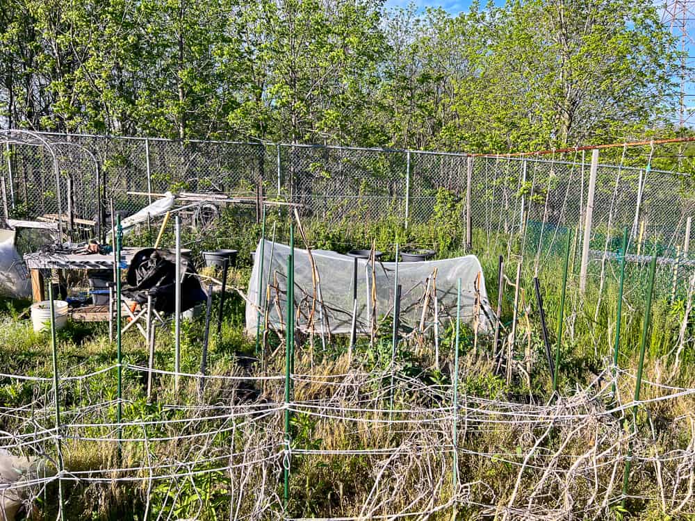 Vegetable garden covered in spring weeds.