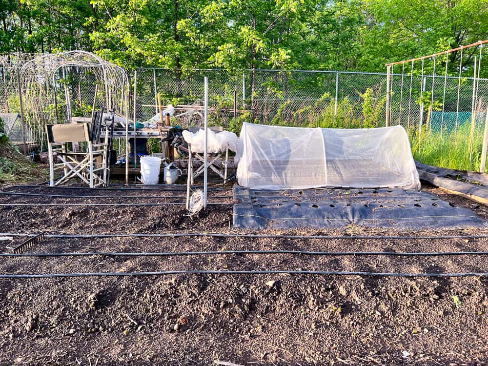 Fully weeded vegetable garden.