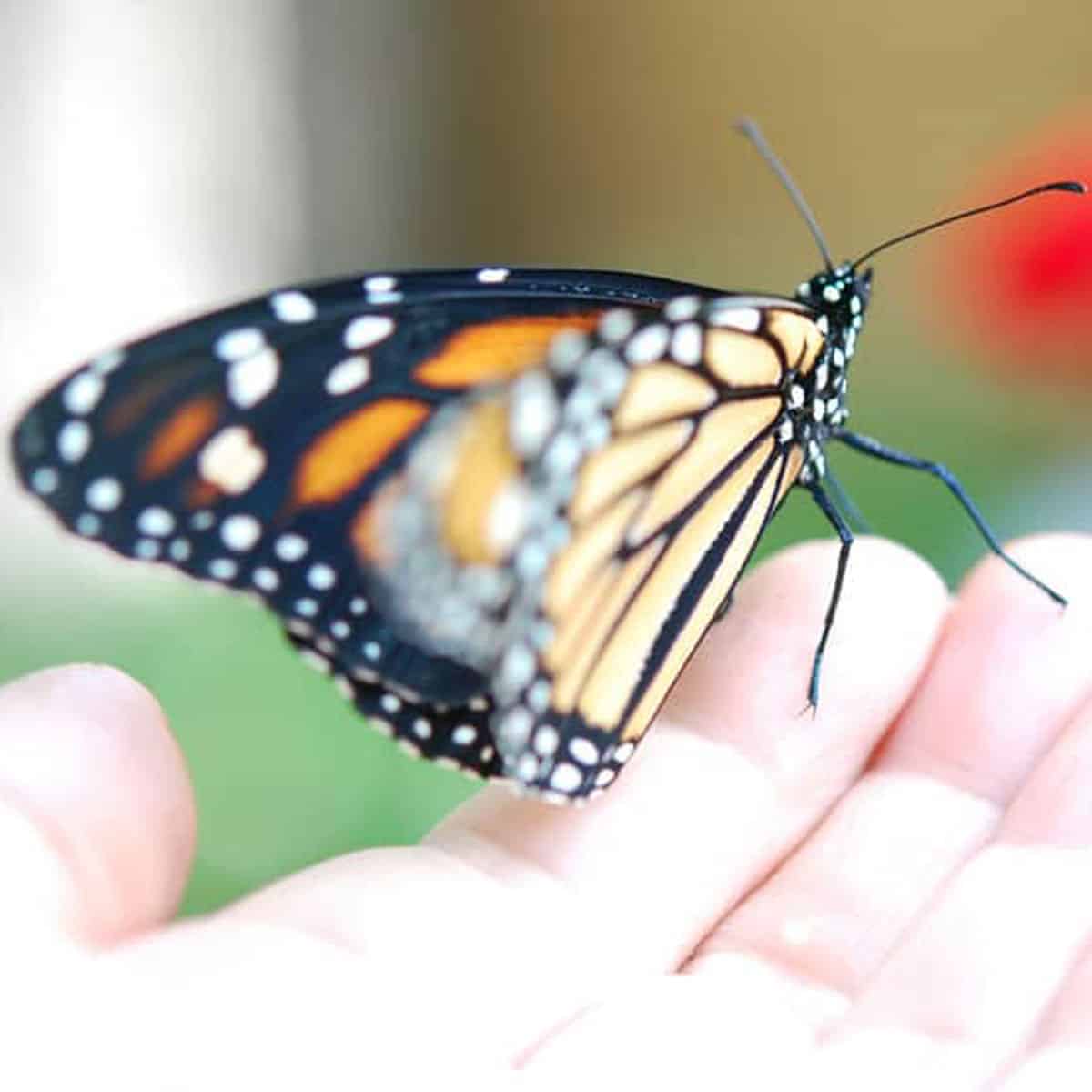 5 epic summer projects to make your season fantastic.