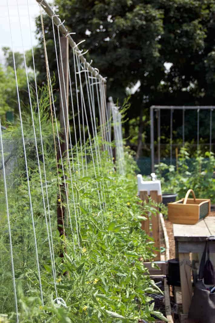 Tomatoes growing on string trellises.