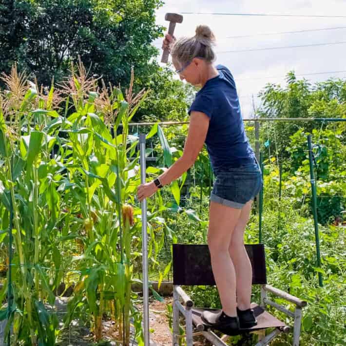 Karen Bertelsen standing on a chair hammering in an electric fence post.