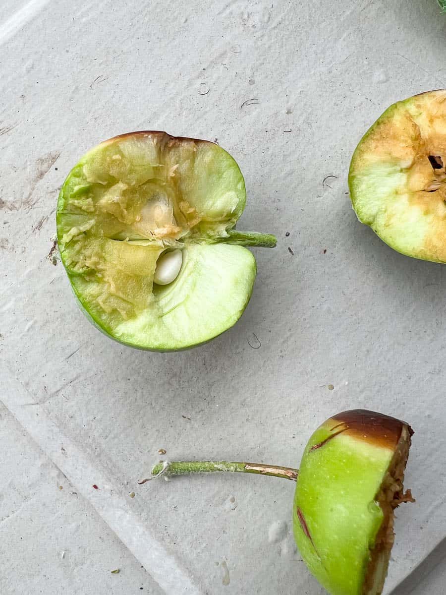 Small apple with burn damage cut in half.