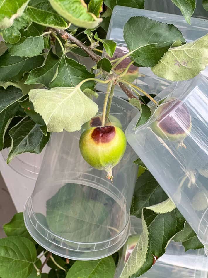 Small apple with dark brown burn mark.