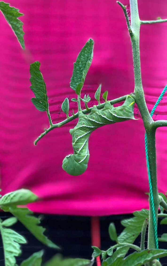 Tomato hornworm hangs upside down off of tomato leaf.